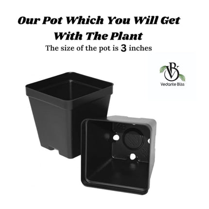 Vedante Bliss Live Seedless Sweet Green Grape Fruit Air Layered plant, Angoor Plant "Special Long Variety" (Produce fruit in 1 Year) With Black Pot 