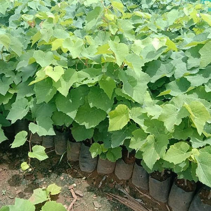 Vedante Bliss Live Seedless Sweet Green Grape Fruit Air Layered plant, Angoor Plant "Special Long Variety" (Produce fruit in 1 Year) With Black Pot 