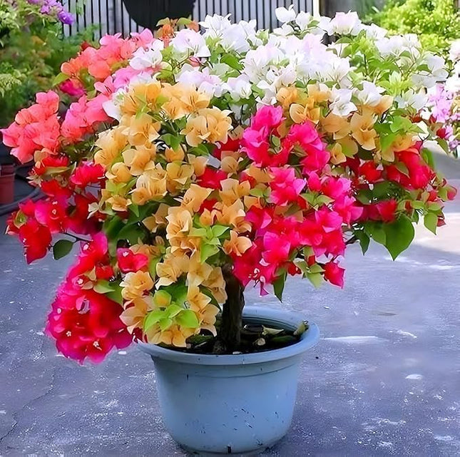Vibrant Grafted Multi-Color Bougainvillea Live Bonsai Tree – 4-5 Colors Plant for Indoor & Outdoor Gardens 