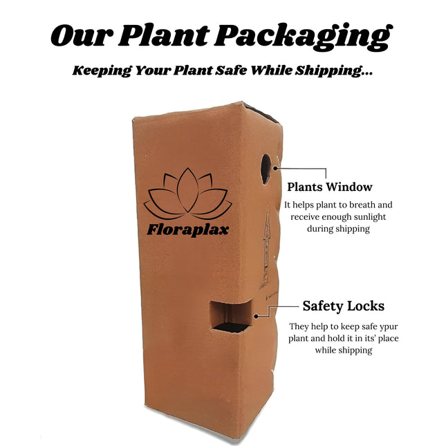 Vibrant Grafted Multi-Color Bougainvillea Live Bonsai Tree – 4-5 Colors Plant for Indoor & Outdoor Gardens 